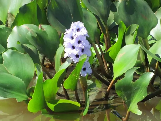 Natureza pantaneira
