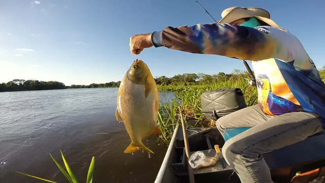 Pacu fisgado